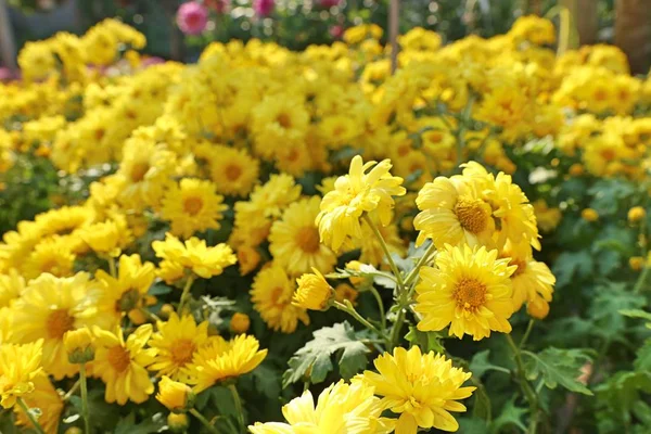 Crisântemo Flor Para Vender — Fotografia de Stock