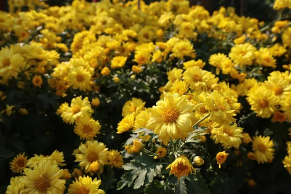Chryzantema Kwiat Dla Sprzedaży — Zdjęcie stockowe