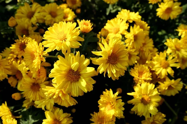 Krysantemum Blomma För Sälja — Stockfoto