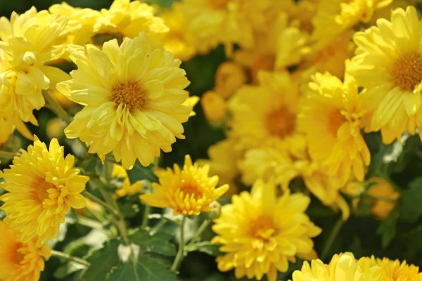 Chrysanthème Fleur Vendre — Photo