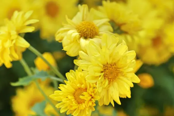 Chrysanthème Fleur Vendre — Photo