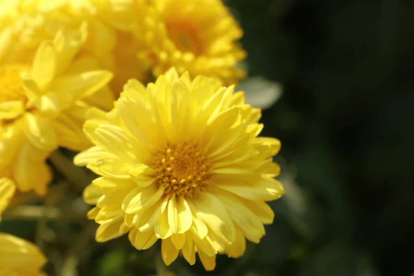 Chrysanthème Fleur Vendre — Photo