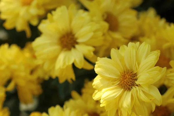 Crisântemo Flor Para Vender — Fotografia de Stock