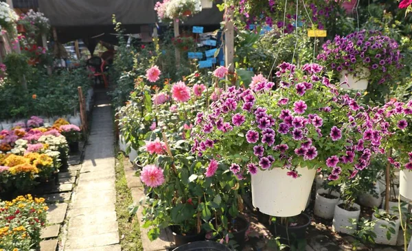 Petunia Flowers Sale — Stock Photo, Image