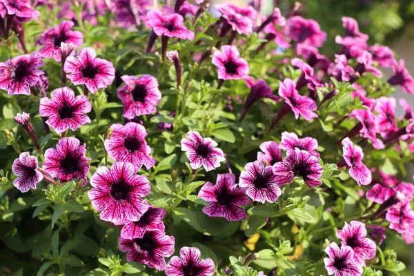 Petunia Fiori Vendita — Foto Stock