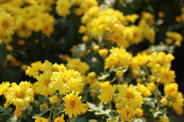 Krysantemum Blomma För Sälja — Stockfoto