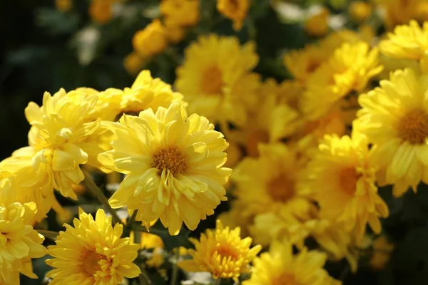Flores Crisantemo Para Venta —  Fotos de Stock