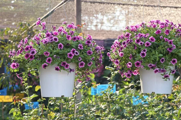 Petunia Blommor Till Salu — Stockfoto