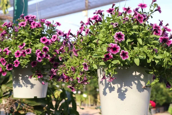 Petunia Blommor Till Salu — Stockfoto