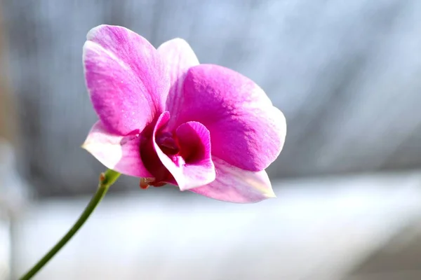 热带的粉红色兰花 — 图库照片