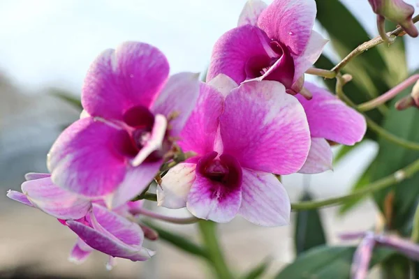 Розовый Цветок Орхидеи Тропиках — стоковое фото