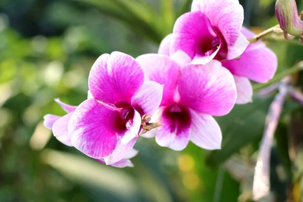 Roze Orchidee Bloem Tropische — Stockfoto