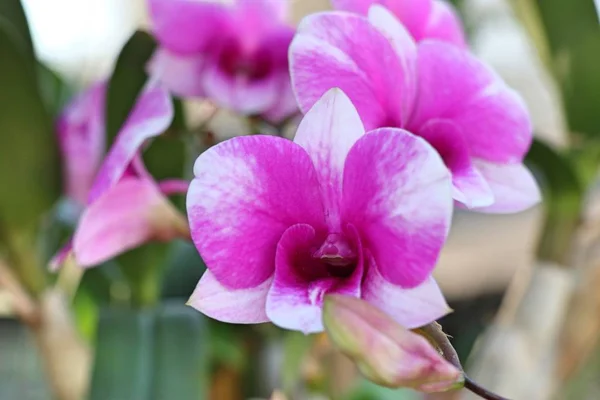 Flor Orquídea Rosa Tropical — Fotografia de Stock