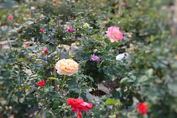 熱帯の美しいバラ — ストック写真
