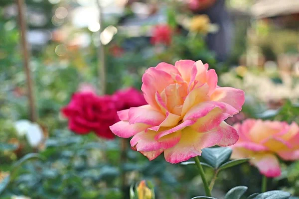 美丽的玫瑰在热带 — 图库照片