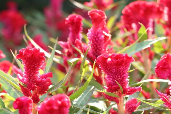 Hahnenkamm Blume Tropischen — Stockfoto