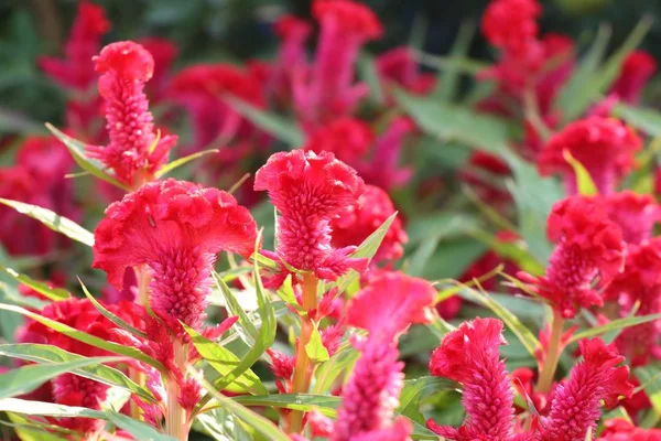 Květina Hřebínek Tropických — Stock fotografie