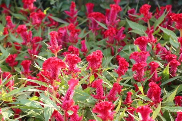 Cockscomb Bloem Tropische — Stockfoto