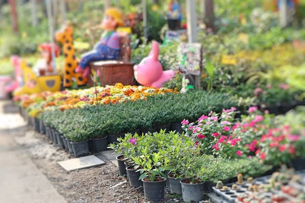 Handla Blommor För Sälja — Stockfoto