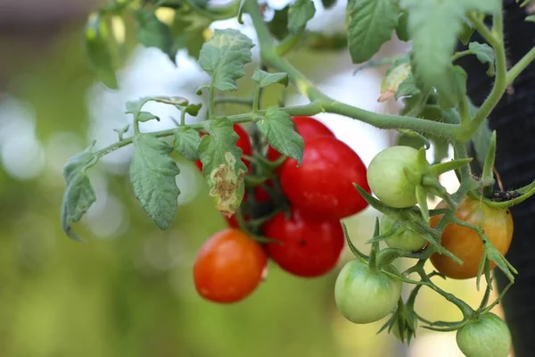 Zweige Von Kirschtomaten — Stockfoto