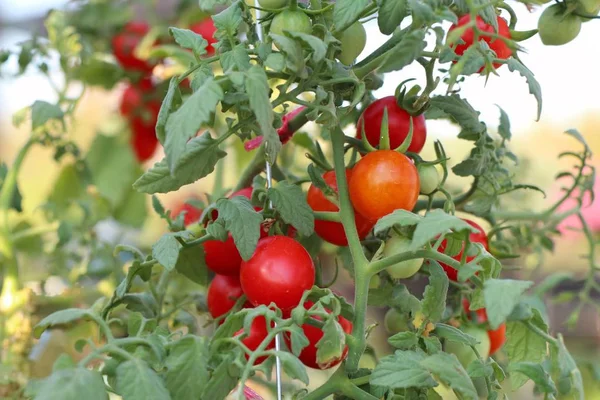 Zweige Von Kirschtomaten — Stockfoto