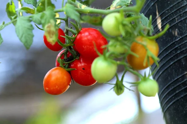Ramas Tomates Cherry — Foto de Stock