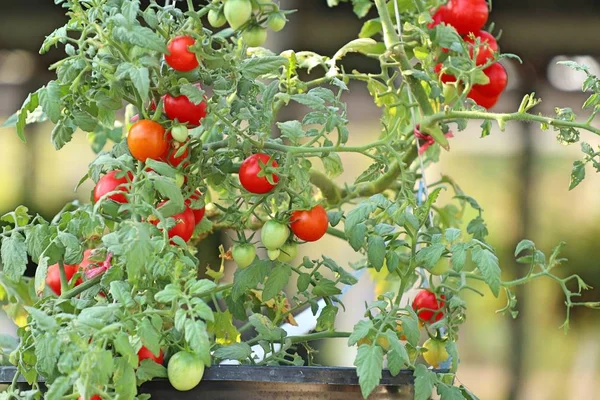 Zweige Von Kirschtomaten — Stockfoto