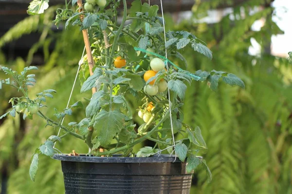 Zweige Von Kirschtomaten — Stockfoto