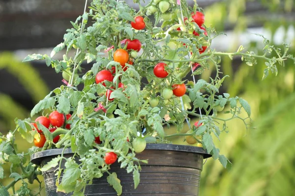 Zweige Von Kirschtomaten — Stockfoto