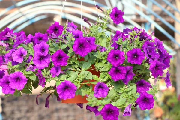 Petunia Flores Para Venta — Foto de Stock