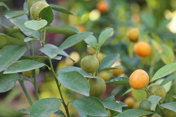 Orange Träd Trädgården — Stockfoto