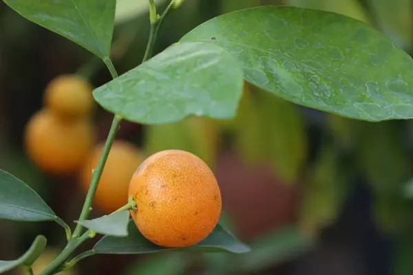 Arancio Giardino — Foto Stock