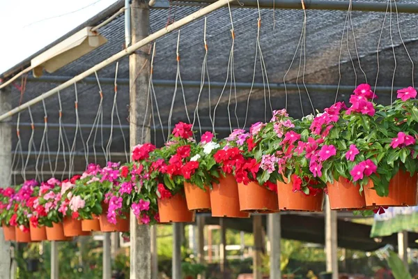 Shop Flowers Sell — Stock Photo, Image