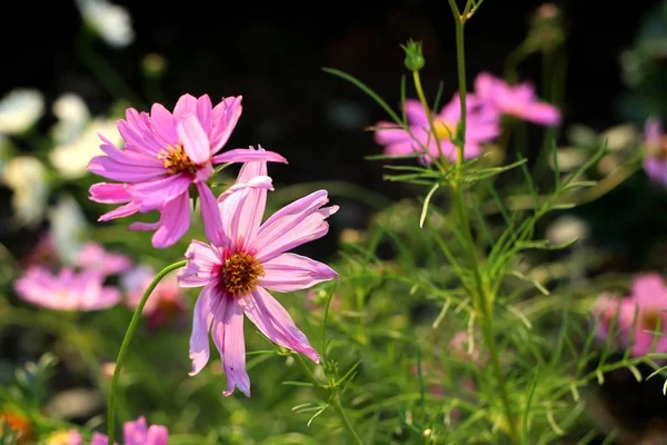 Kosmos Blommor Tropiskt — Stockfoto