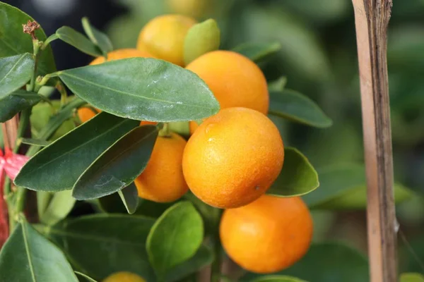 Апельсинове Дерево Саду — стокове фото