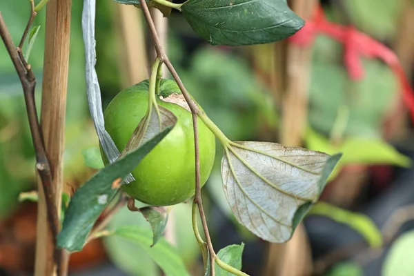 Jujube Verde Árbol — Foto de Stock