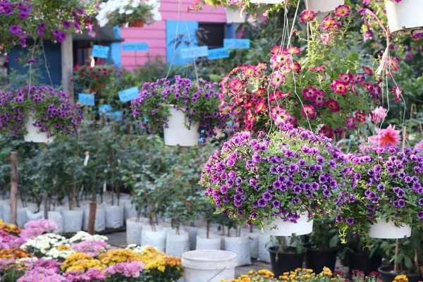 Petunia Flowers Sale — Stock Photo, Image