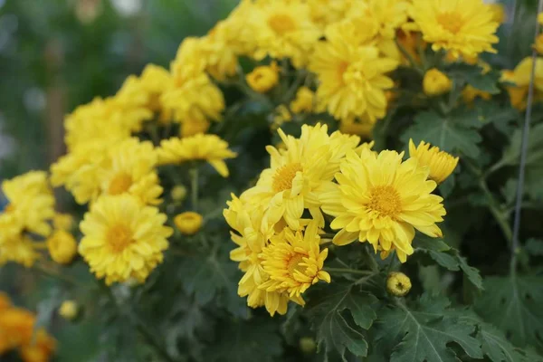 Krysantemum Blomma För Sälja — Stockfoto