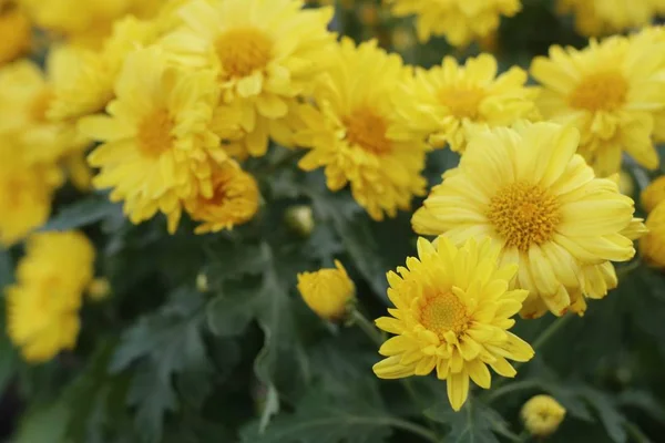 Chrysanthème Fleur Vendre — Photo