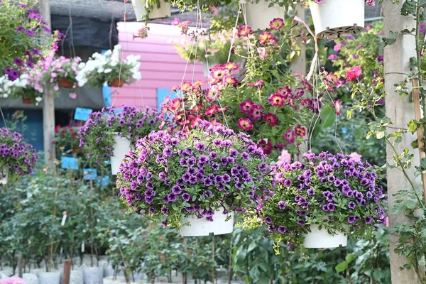 Petunia Flores Para Venta —  Fotos de Stock