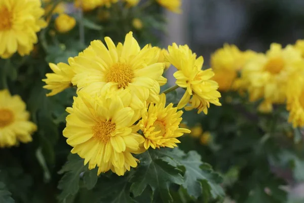 Krysantemum Blomma För Sälja — Stockfoto