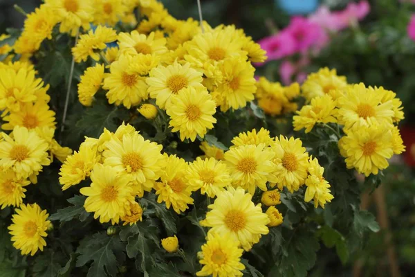 Chrysanthème Fleur Vendre — Photo