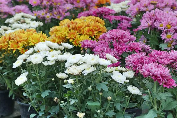 Chrysanthemenblume Zum Verkauf — Stockfoto