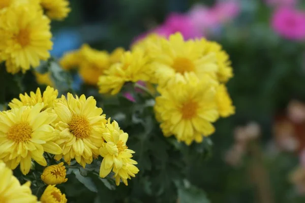 Цветок Хризантемы Продажу — стоковое фото