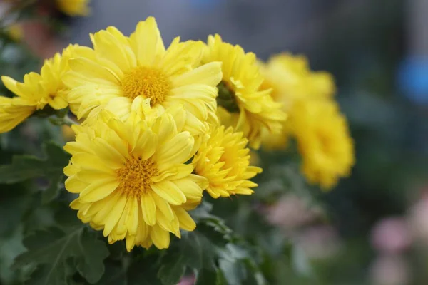 Chrysanthème Fleur Vendre — Photo