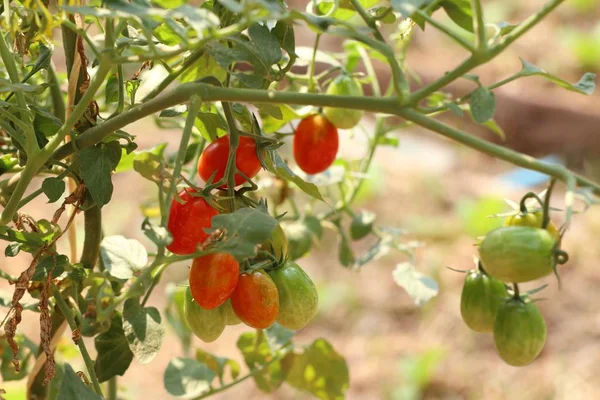 Branches Tomates Cerises — Photo