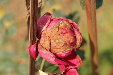 Tropikal solmuş gül