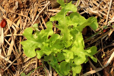 Gruptaki erken marul