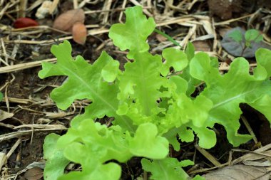 Gruptaki erken marul