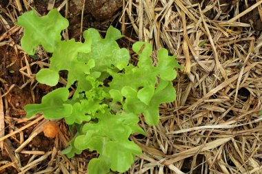 Gruptaki erken marul